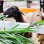 搜索资讯 - 问鼎娱乐直播APP